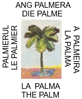 Palm
